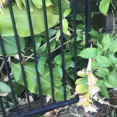 Pool gate stuck open